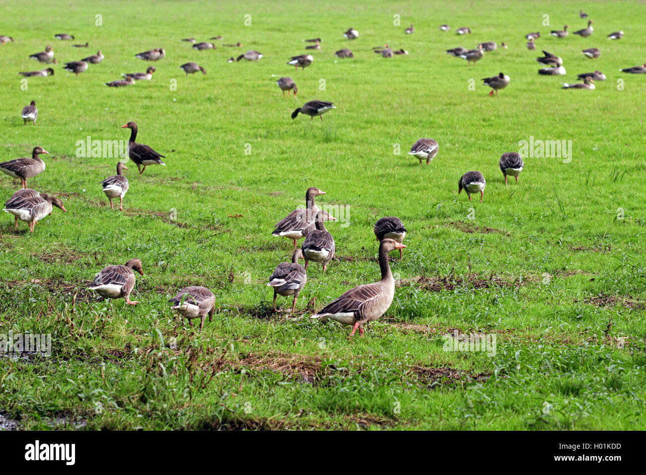 Graylag goose (Anser anser), graylag gansos en un pantano meadow, en Alemania, en Renania del Norte-Westfalia Foto de stock