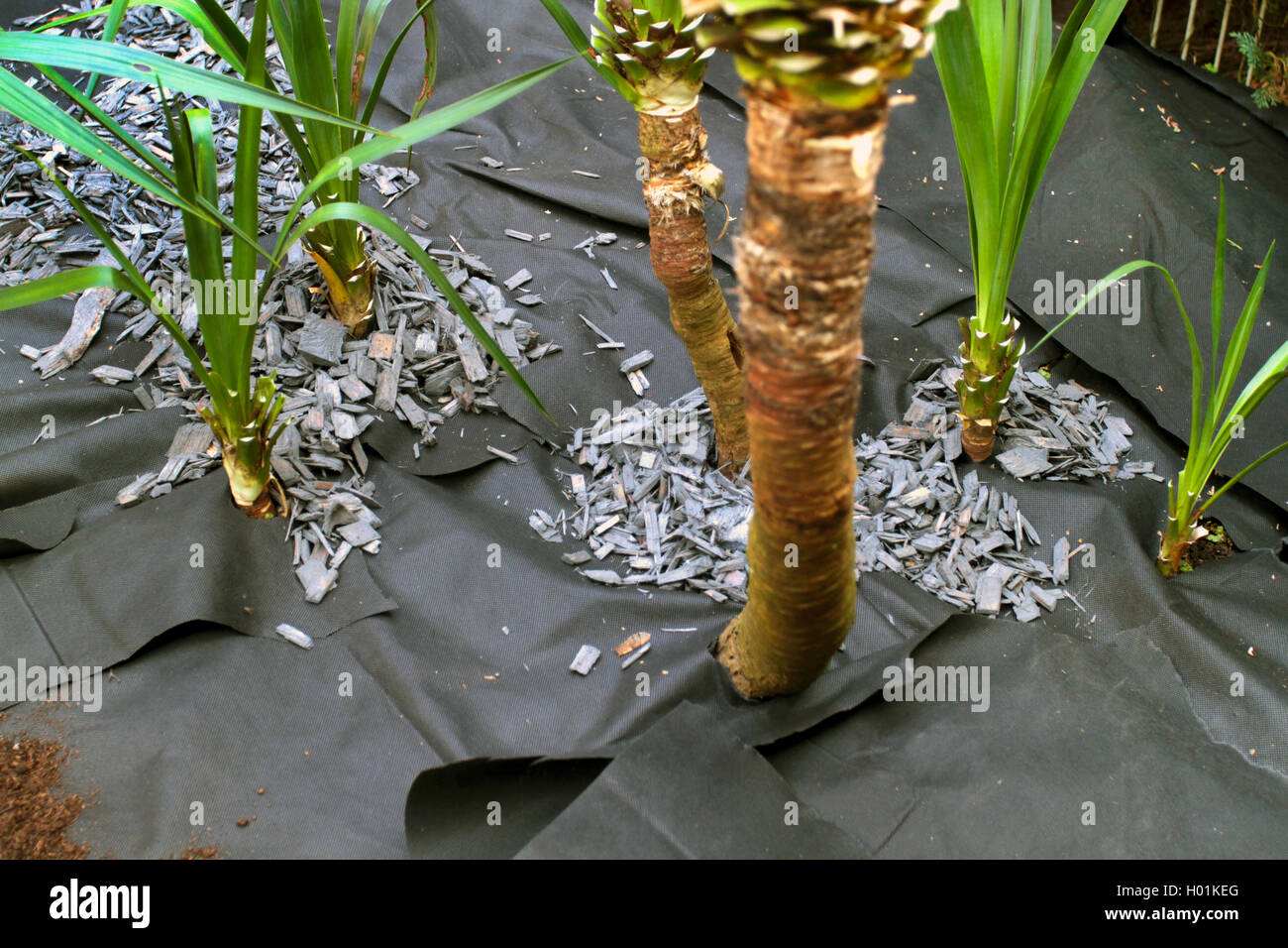 La yuca (Yucca spec.), anti-tejido de malezas, Alemania Foto de stock