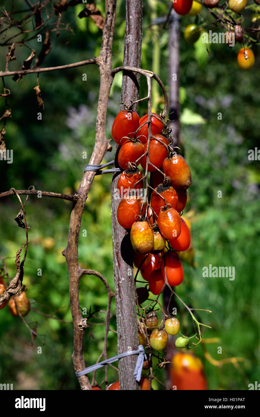 Enfermedad micótica tomate - el tizón tardío (Phytophthora infestans). Brown podrido Tomates al aire libre en un jardín. Foto de stock