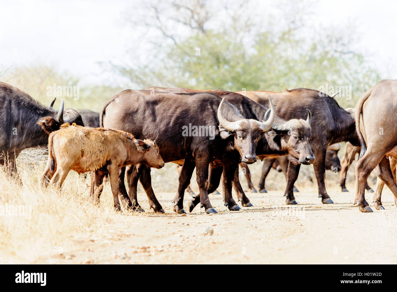 Búfalo africano joven o búfalo de cabo con un grupo de búfalos adultos, Sudáfrica Foto de stock