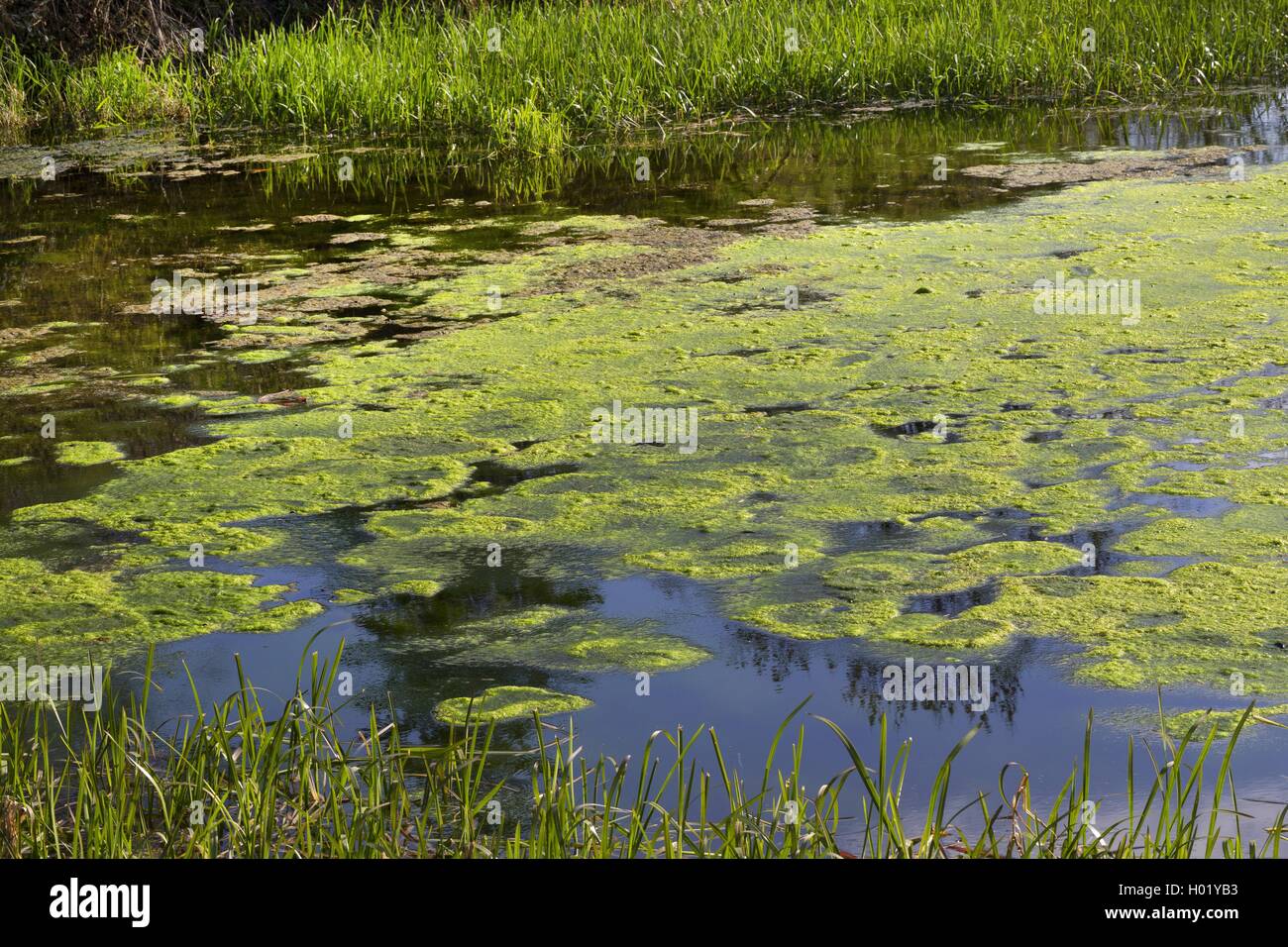 (Schrauben-Alge Schraubenalge, Spirogyra spec.), Algenteppich auf einem Teich, Eutrophierung, Deutschland | Spirogyra (Spirogyra Foto de stock