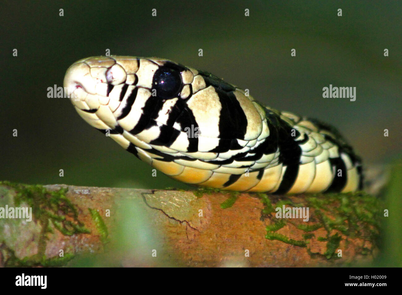 Pollo Tropical serpiente, Tigre Ratsnake (Spilotes pullatus), Retrato, Costa Rica Foto de stock