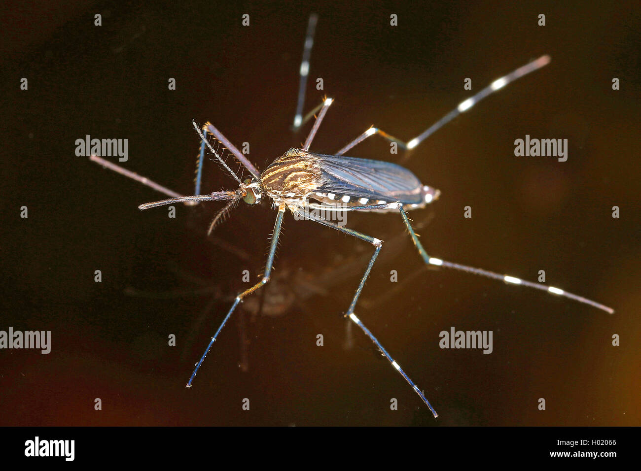 Arbusto asiático, Rock mosquito mosquito (Aedes piscina japonicus Hulecoeteomyia japonica, Ochlerotatus japonicus), sobre watersurface, Austria Foto de stock