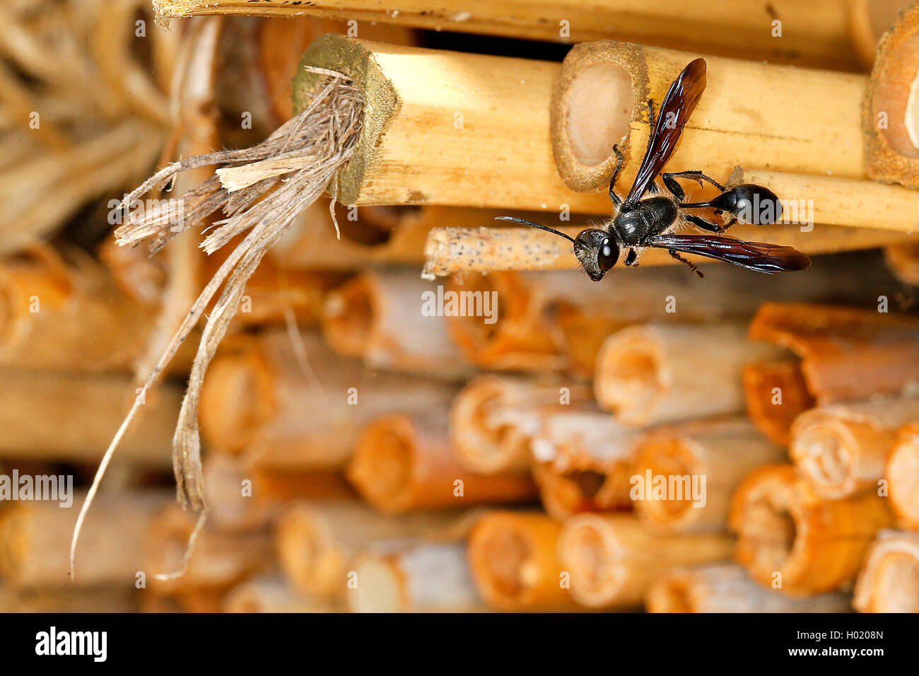 Transporte de hierba (wasp Isodontia mexicana) en la casa insekt, Austria Foto de stock