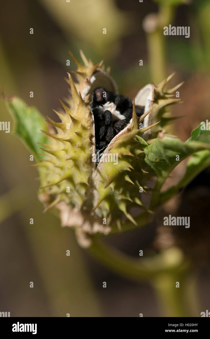 Stramonium, jimsonweed, thornapple, estramonio (Datura stramonium), fruto abierto con semillas, Alemania Foto de stock