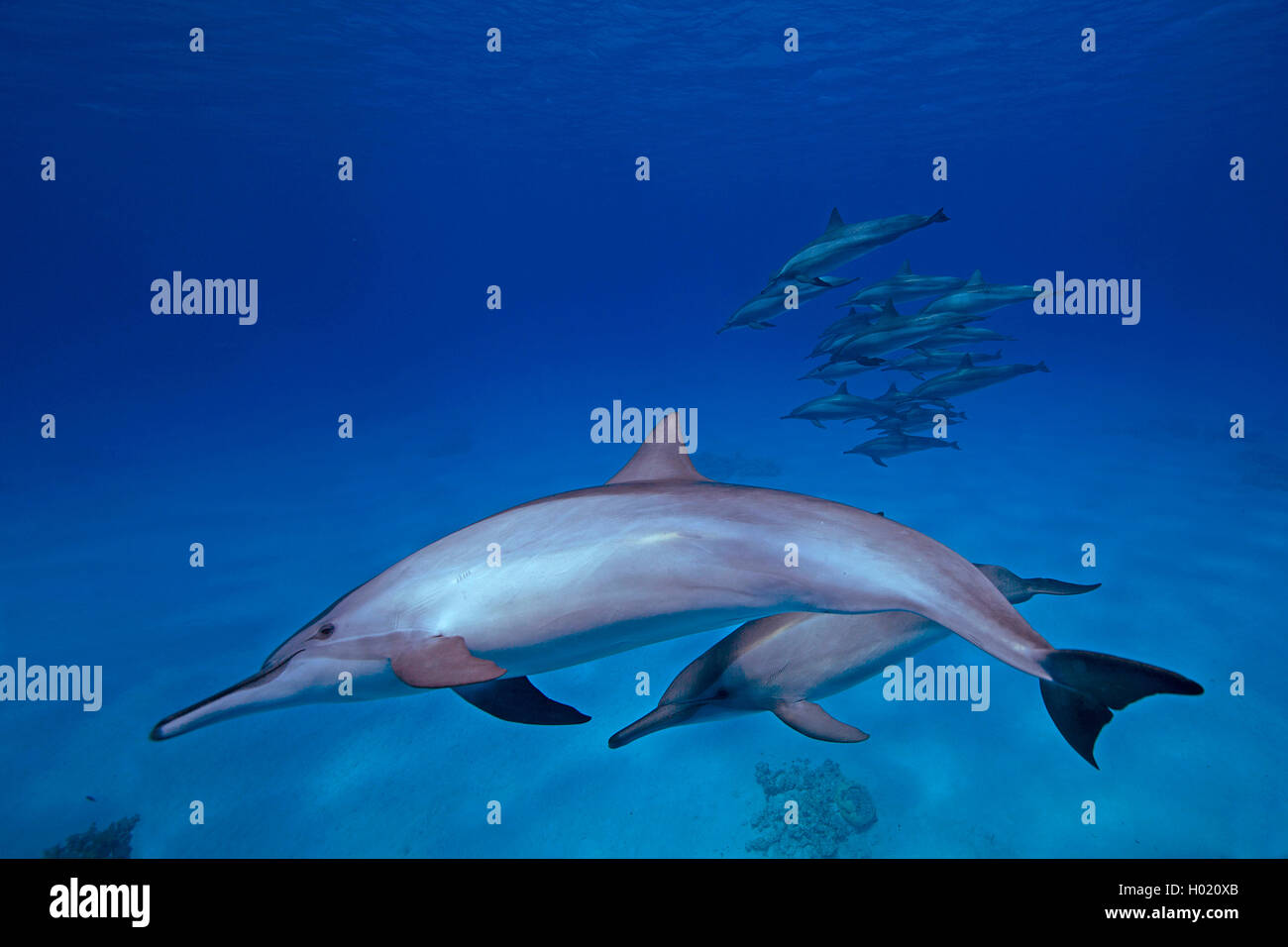 Delfin, Blauweisser Blau-Weisser Delfin, Blau-Weisser Delphin, Blauweisser Delphin, Streifendelfin, Streifendelphin (Stenella co Foto de stock