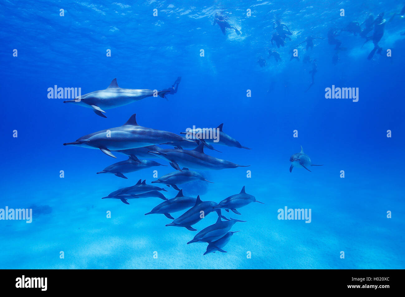 Delfin, Blauweisser Blau-Weisser Delfin, Blau-Weisser Delphin, Blauweisser Delphin, Streifendelfin, Streifendelphin (Stenella co Foto de stock