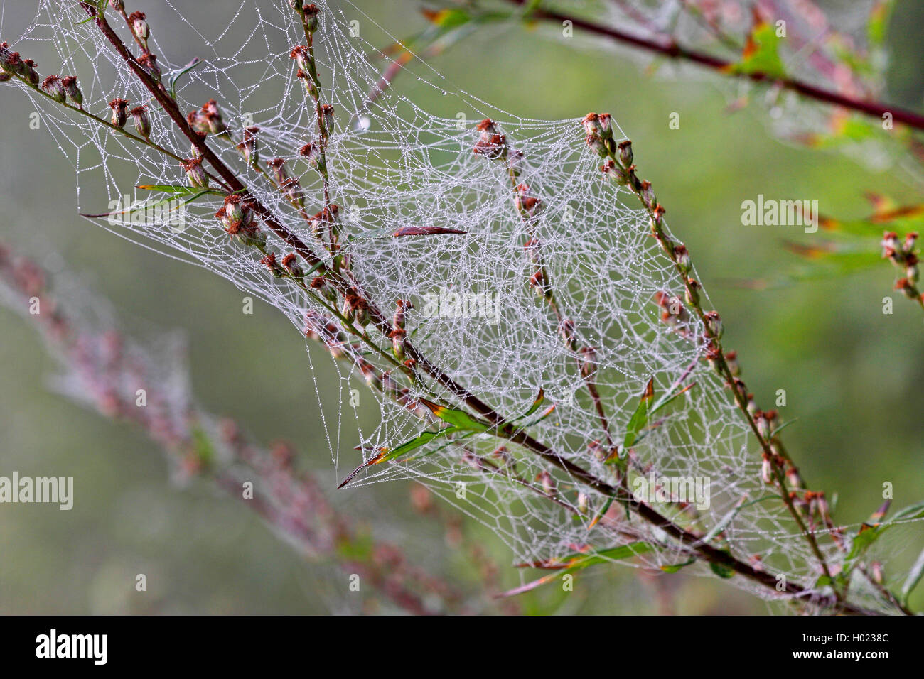 (Haubennetzspinne Kugelspinne, Theridiidae), Netz einer Kugelspinne un Beifuss, Deutschland | peine-footed araña, telaraña spider, Foto de stock