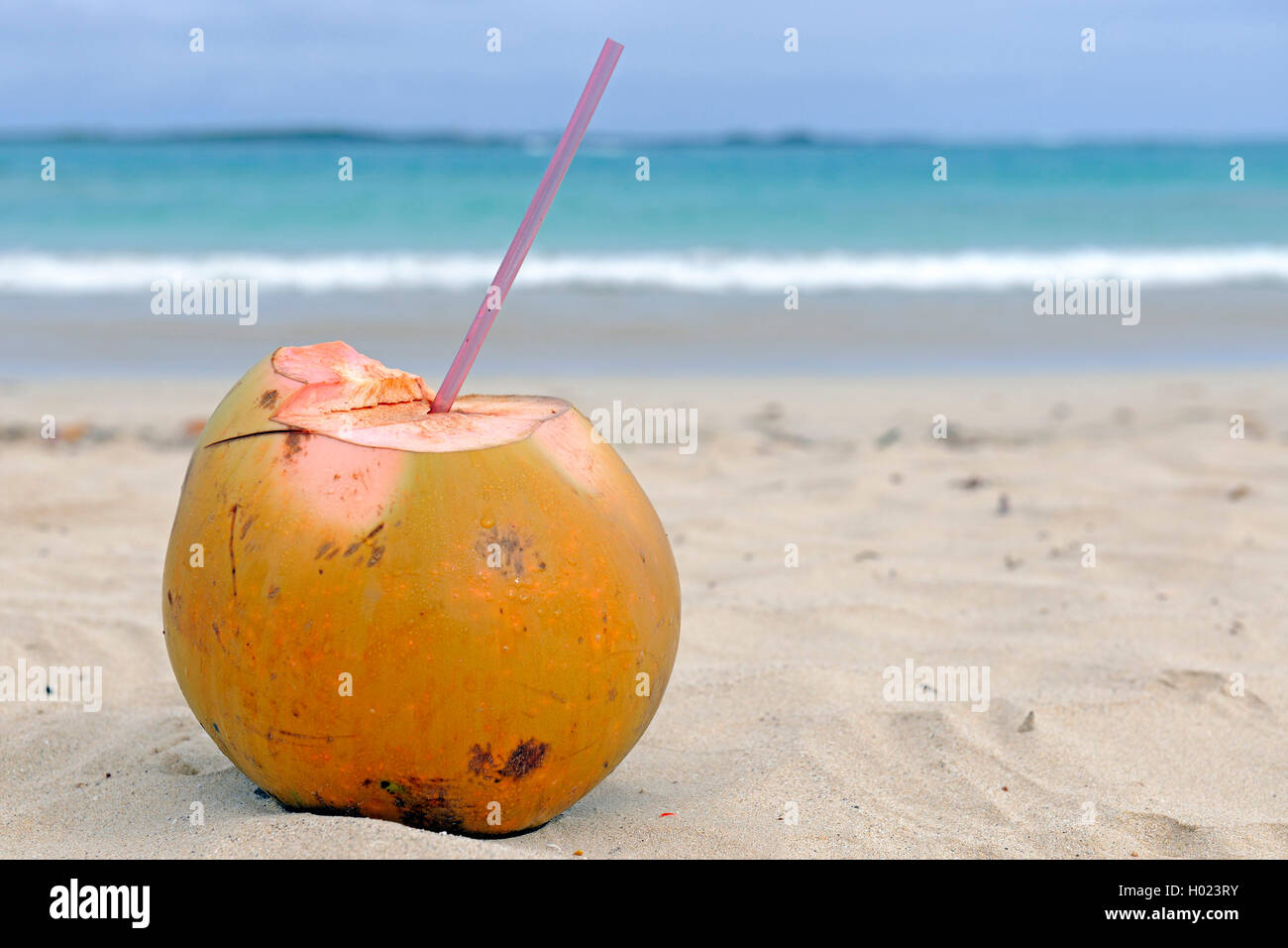 Frische Kokosnuss mit einem tropischen Trinkhalm liegt un Strand, Ecuador, Galapagos-Inseln | dulce de coco con paja potable Foto de stock