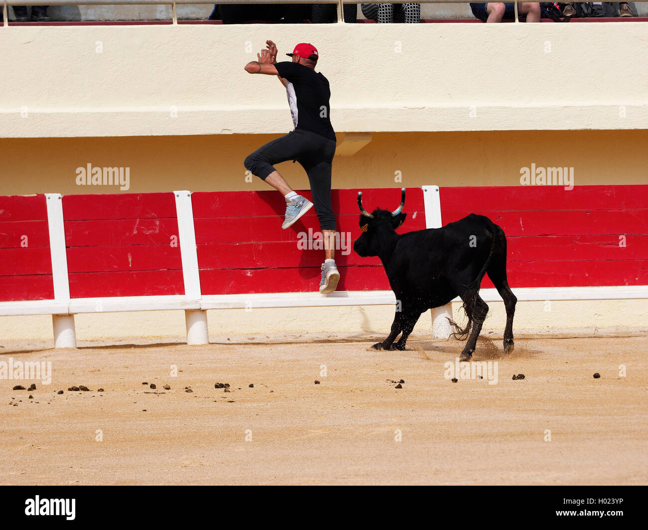 El ganado doméstico (Bos primigenius f. taurus), corrida de toros, cursos camarguaises incruento, Francia, Camargue, Sainte Marie de la mer Foto de stock