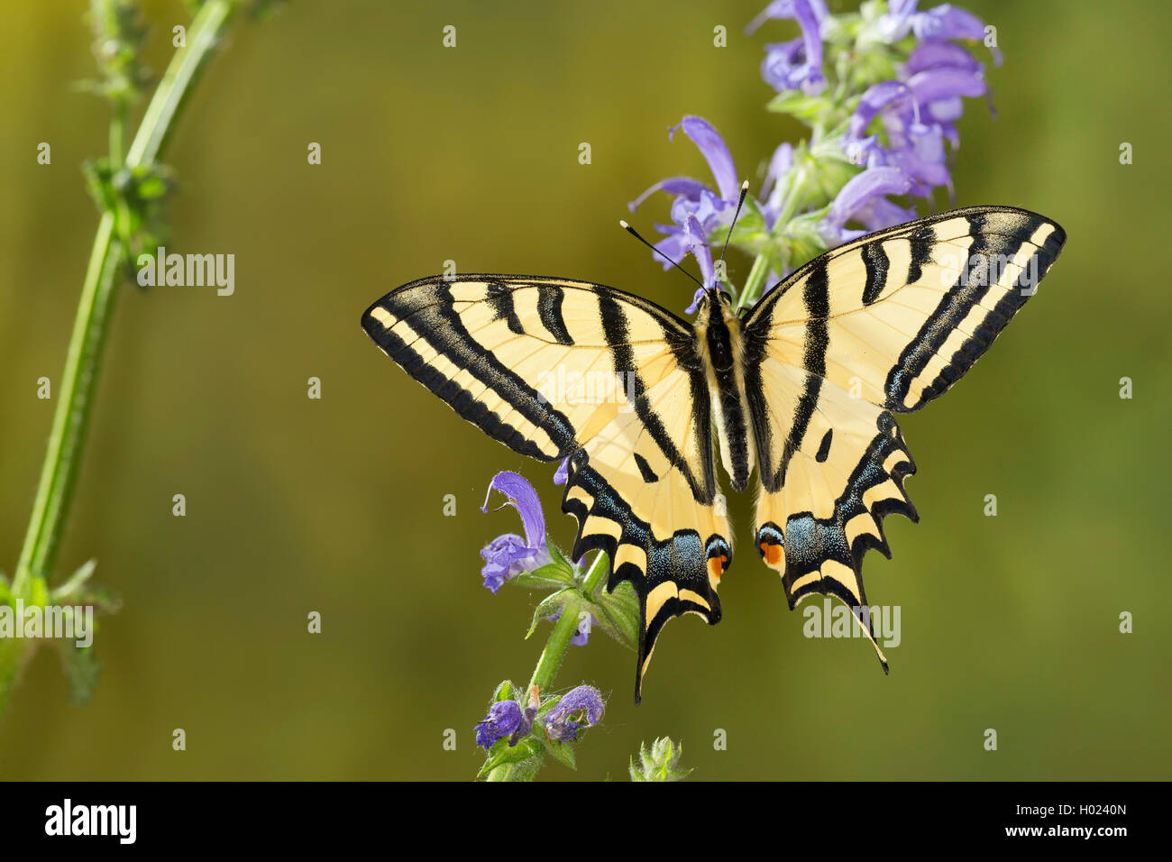 Sur de especie, especie (Papilio alexanor Alexanor, Papilio alexanor eitschbergeri), sentados en flores azules Foto de stock