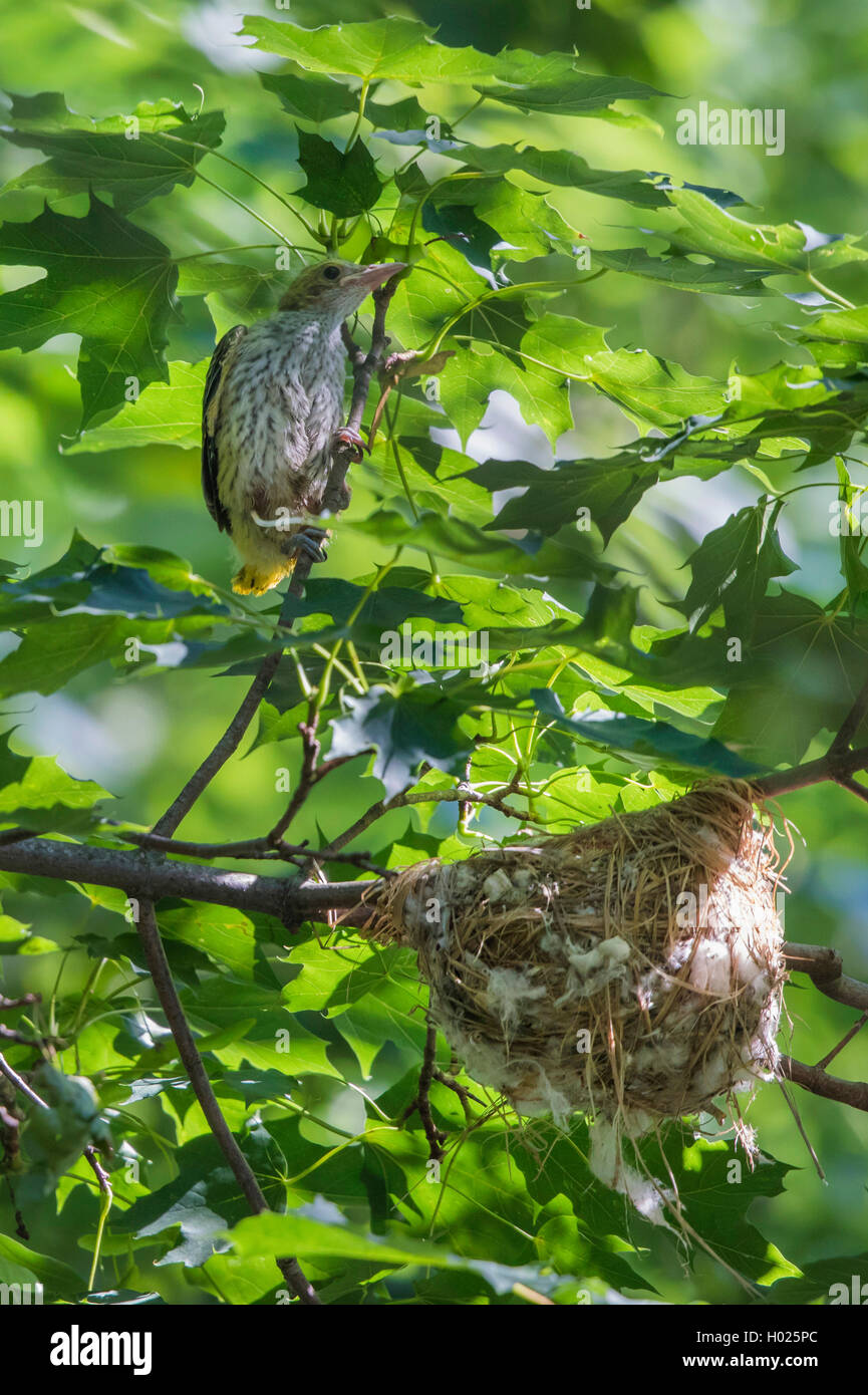 Oropéndola (Oriolus oriolus), voladora pájaro joven subiendo fuera del nido, Alemania, Baviera Foto de stock