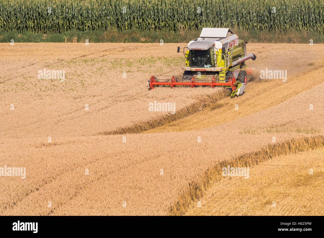 Trigo Harinero, cultivada de trigo (Triticum aestivum), campo de trigo, cosecha con una cosechadora, Alemania, Baviera, Isental Foto de stock