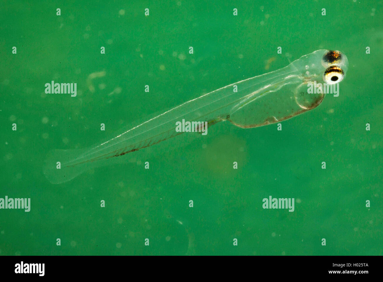 Brema común, la brema común, carpa dorada (Abramos brama), larva, directamente después de la afloating, vista lateral, Alemania Foto de stock