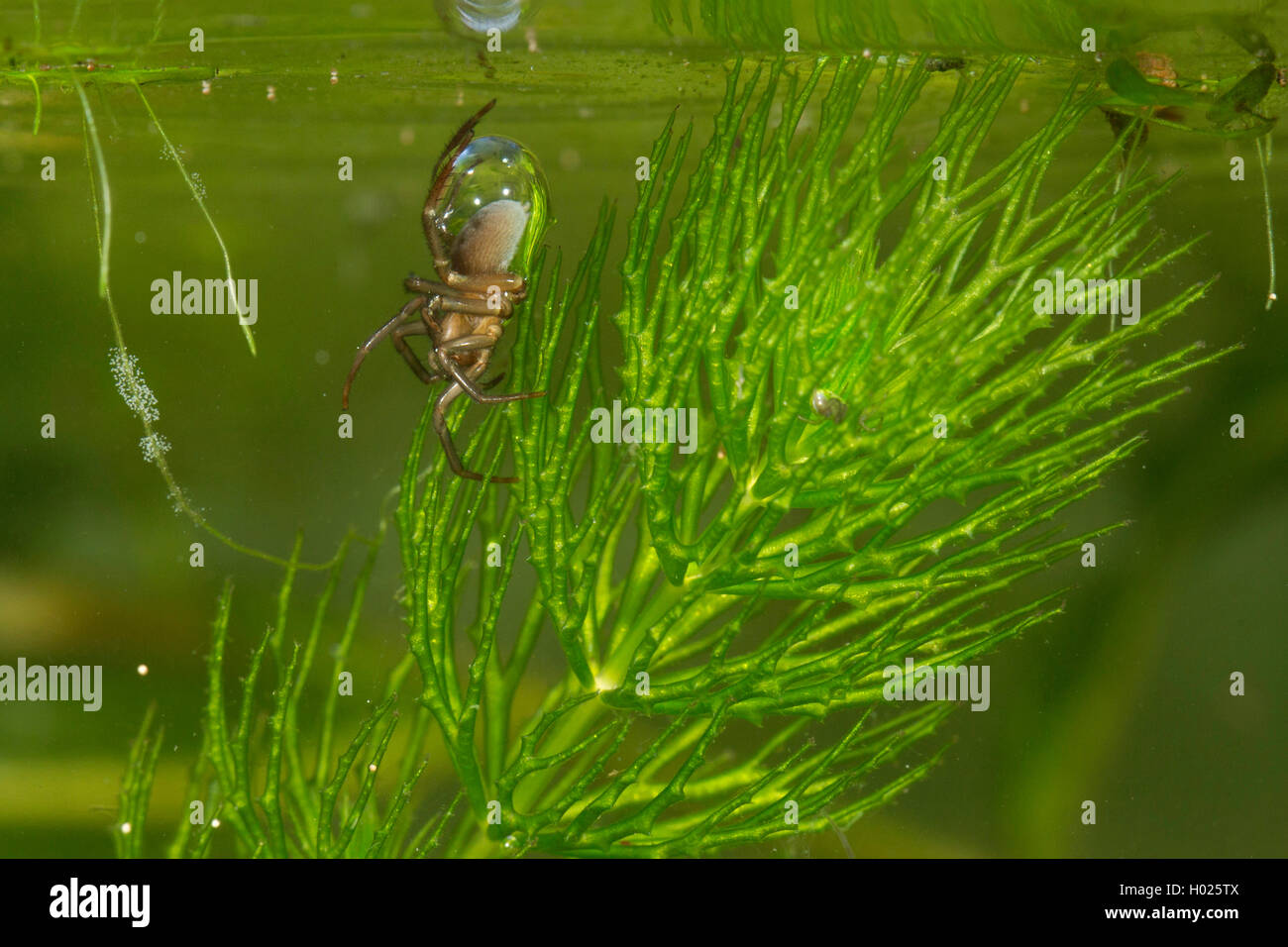 Wasserspinne, Wasser-Spinne, Silberspinne, Silber-Spinne (Argyroneta aquatica), Weibchen transportiert Luft zur Tauchglocke, De Foto de stock