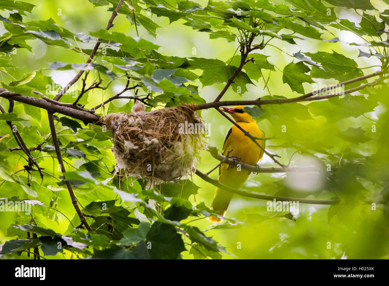 Oropéndola (Oriolus oriolus), macho llevar alimento al nido con polluelos, Alemania, Baviera Foto de stock