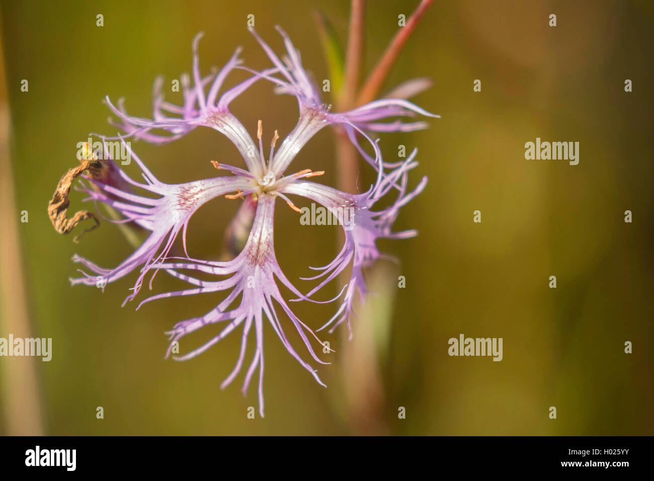Magnífica rosa (Dianthus superbus permite), flor, Alemania, Baviera, Erdinger Moos Foto de stock