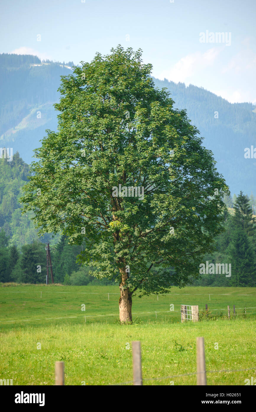 Arce sicómoro, gran arce (Acer pseudoplatanus), árbol singlte sobre una pradera, Austria, Parque Nacional Hohe Tauern Foto de stock
