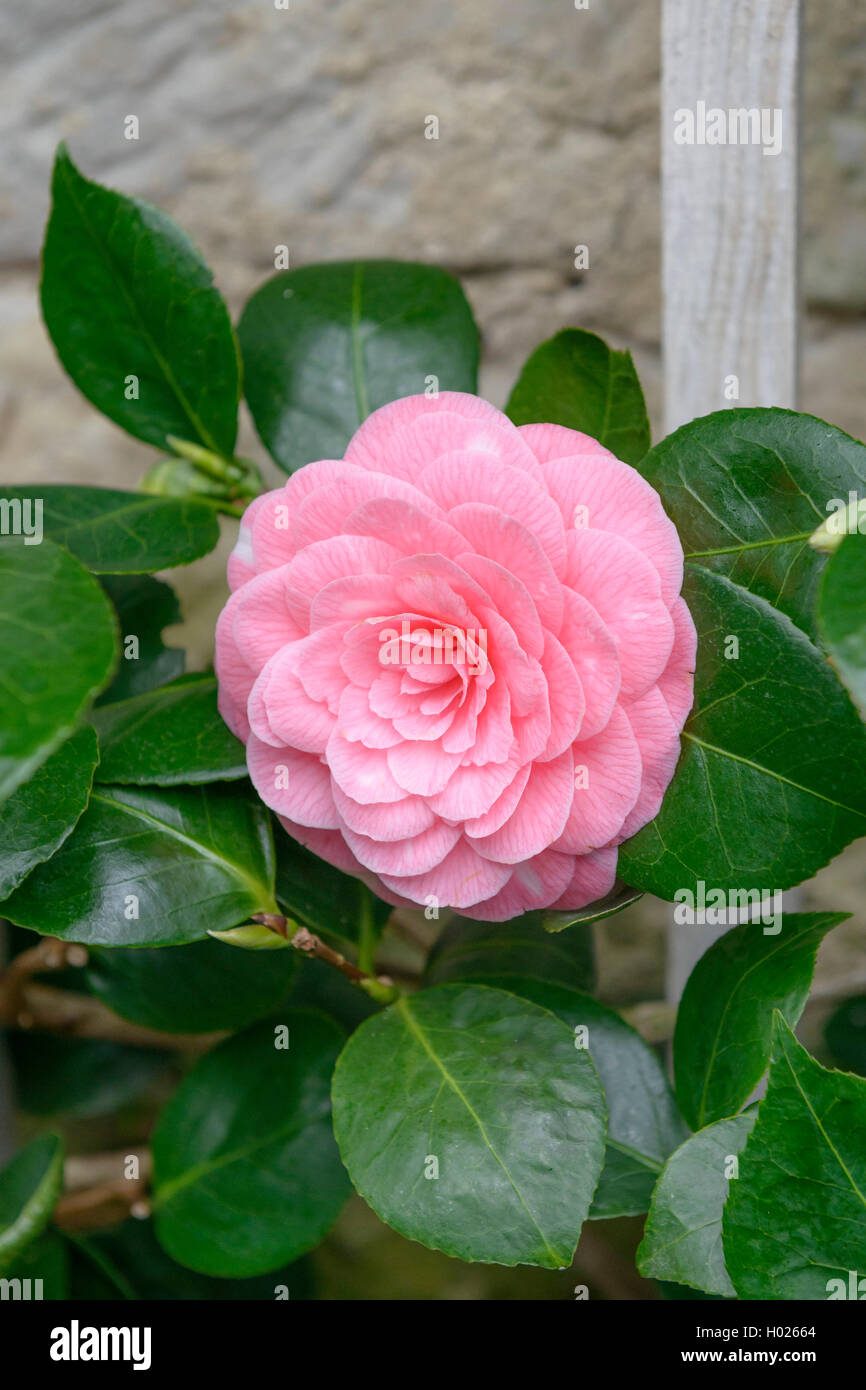 Japonés camelia (Camellia japonica 'accoi', Camellia japonica), cultivar Saccoi Saccoi Foto de stock