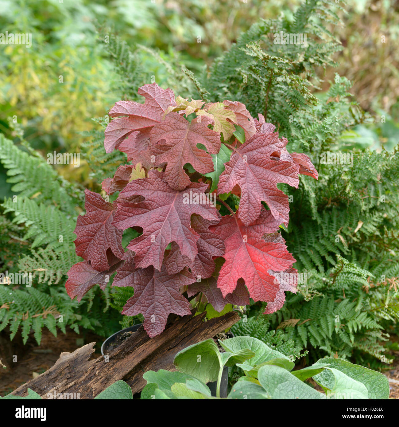 Hojas de Roble (Hydrangea quercifolia Hydrangea 'Ruby zapatillas', Hydrangea quercifolia Ruby Ruby), cultivar zapatillas zapatillas, Alemania Foto de stock