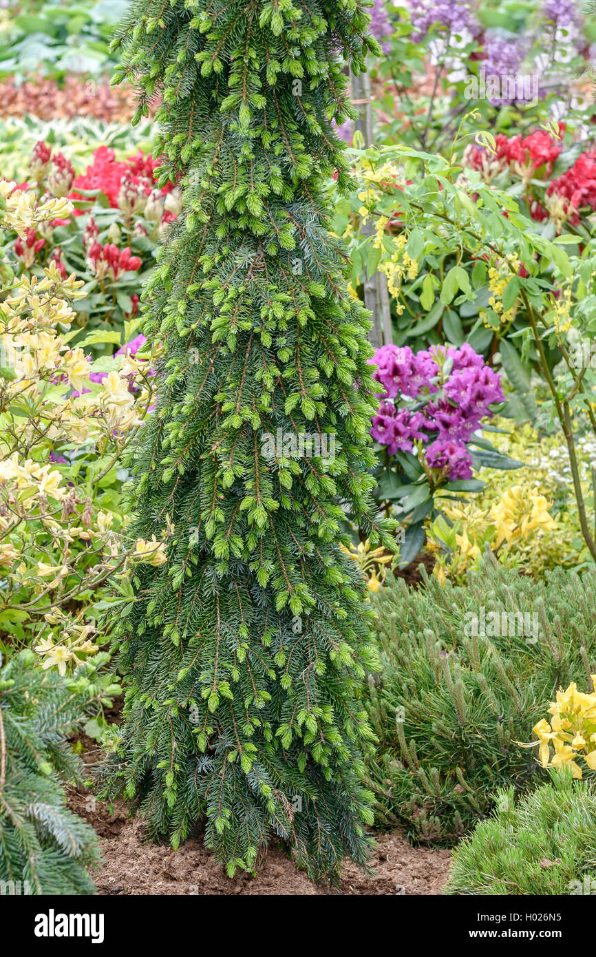 El serbio abeto rojo (Picea omorika 'Pendula Bruns', Picea omorika Pendula Bruns), cultivar Pendula Bruns Foto de stock
