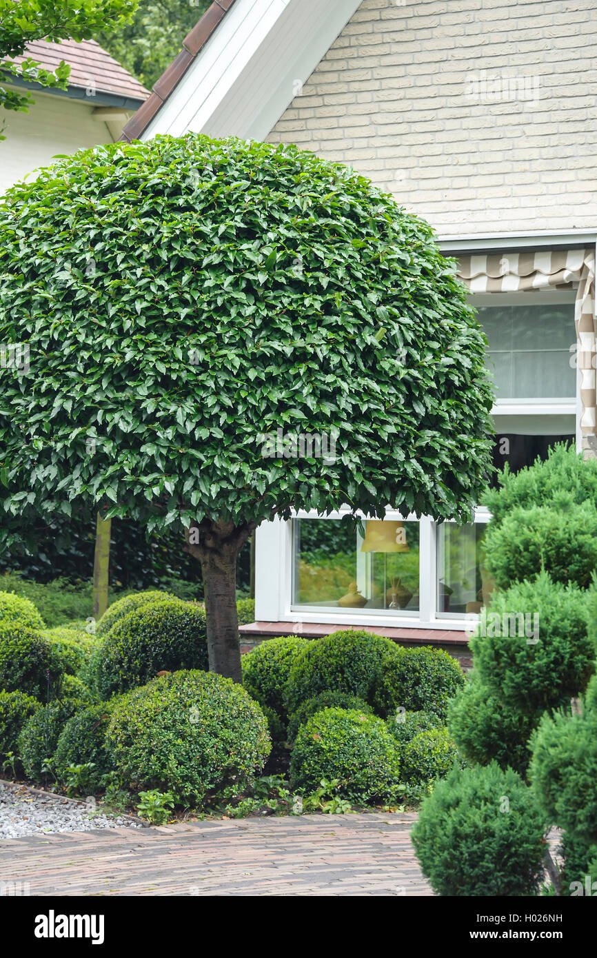 Portugal laurel (Prunus lusitanica), en un jardín en la parte delantera, Países Bajos Foto de stock