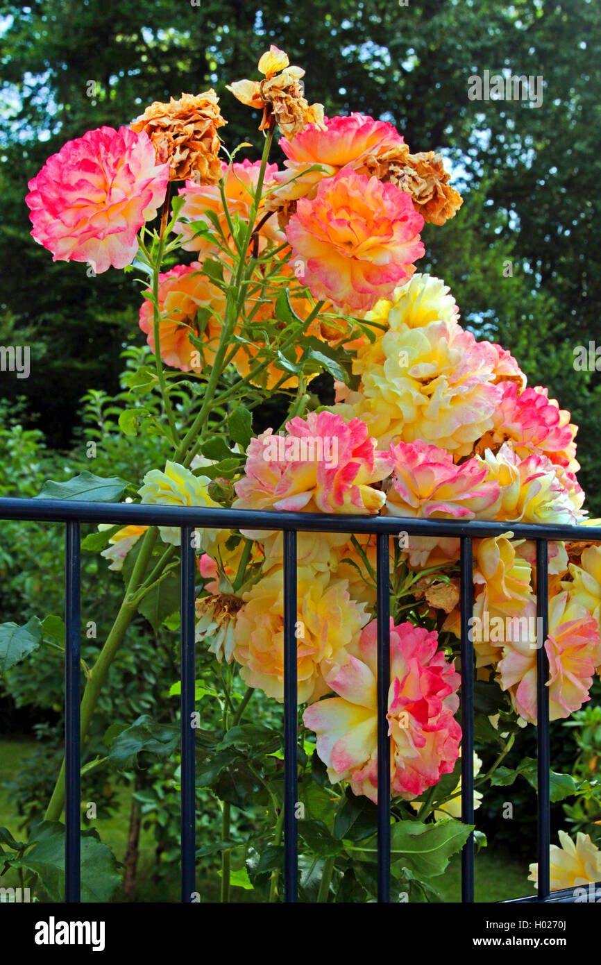 Rose (Rosa ornamentales spec.), floreciendo rosas ornamentales en un jardín vallado metálico , Alemania Foto de stock