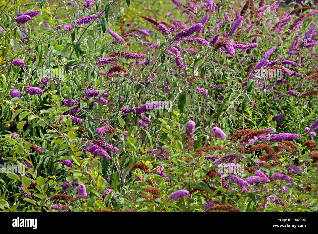 Arbusto de mariposas, Violeta butterfly bush, Verano, Mariposa de color lila-bush, ojo naranja (Buddleja davidii, Buddleia davidii), floreciendo, Alemania Foto de stock