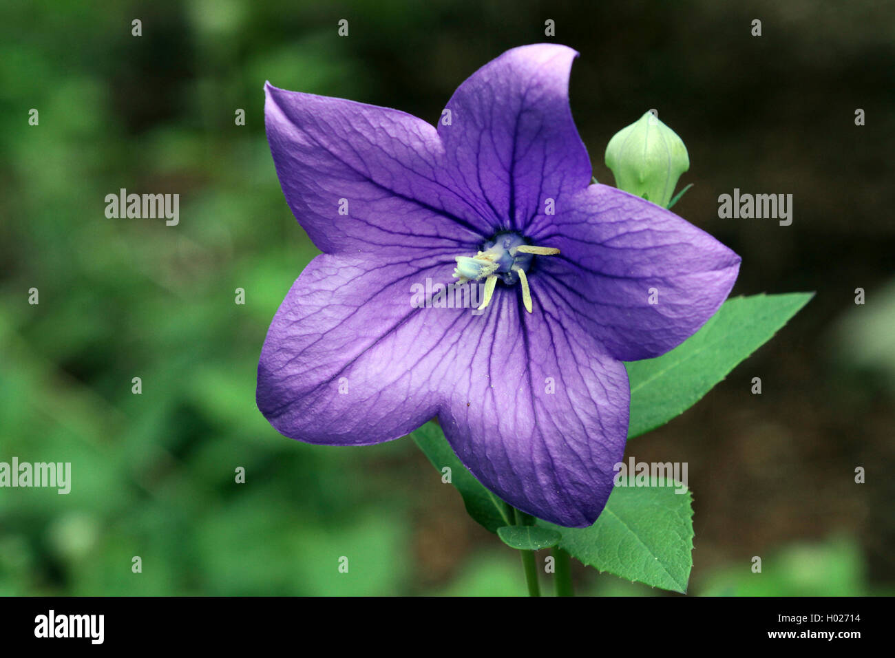 Globo-flor (Platycodon grandiflorum), flor Foto de stock