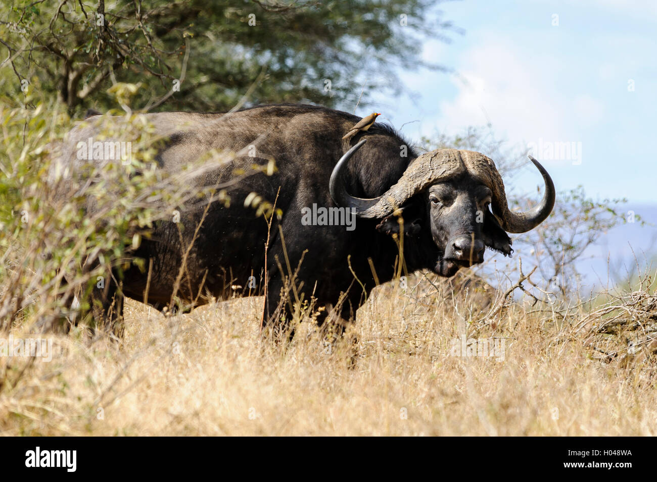 Búfalo africano o búfalo de cabo en el arbusto africano mirando la cámara, con un pájaro llamado "pájaro" o "buey" Foto de stock