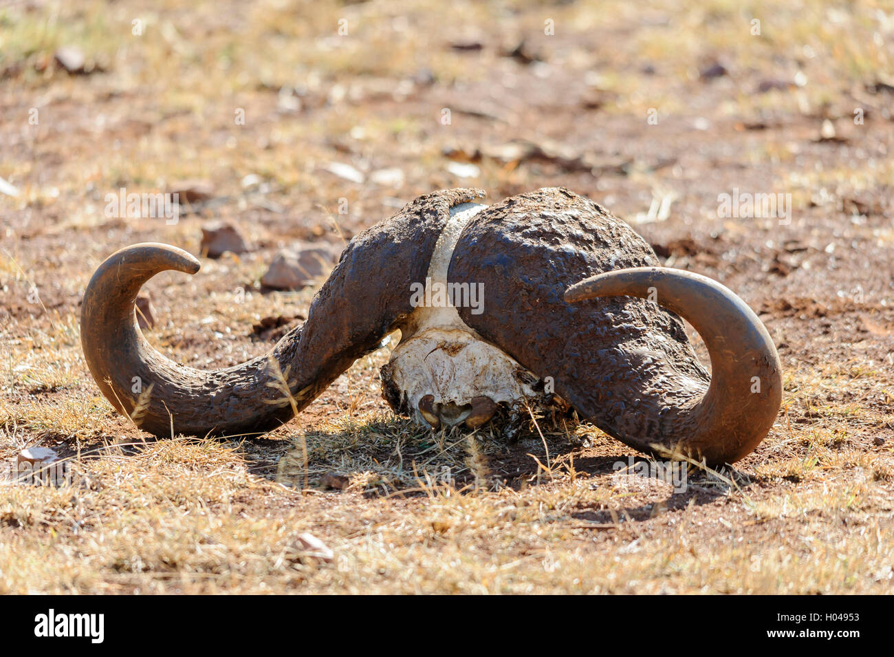 Mitad de búfalo cráneo (búfalos africanos o Cape buffalo) en el suelo de la sabana africana. Sudáfrica Foto de stock