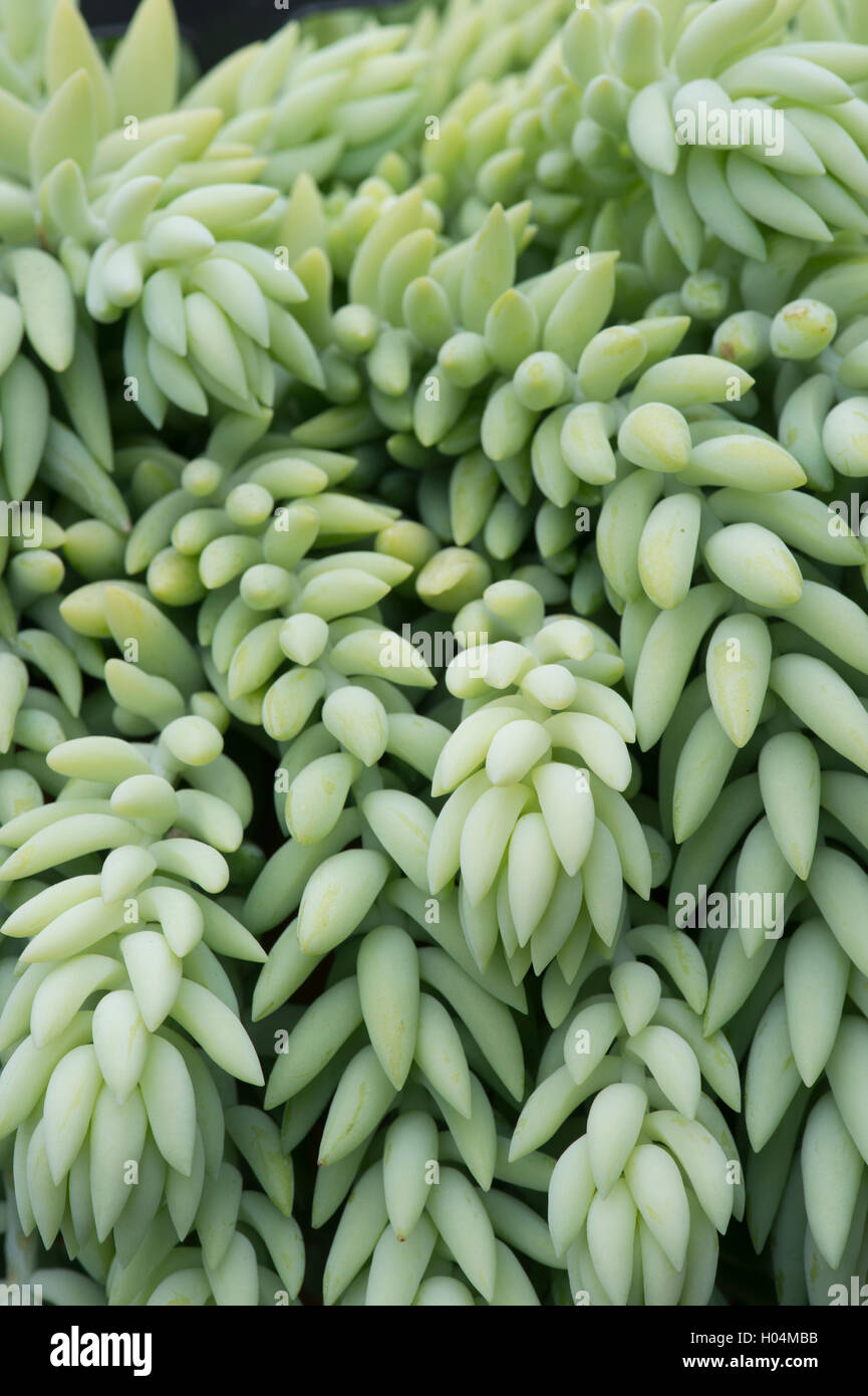 Sedum morganianum. Burro's tail deja patrón Foto de stock