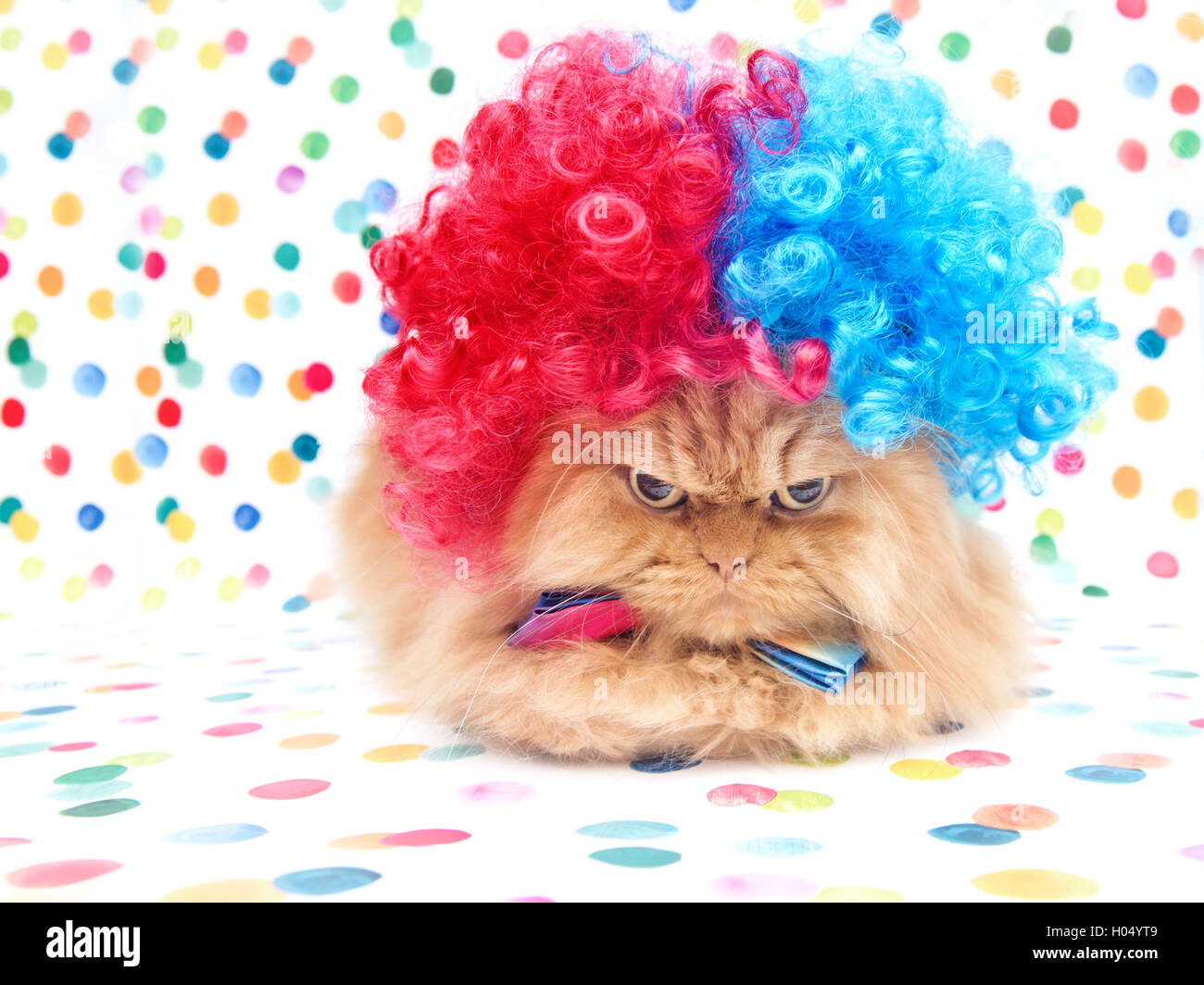Gato persa vestido como un payaso Fotografía de stock - Alamy