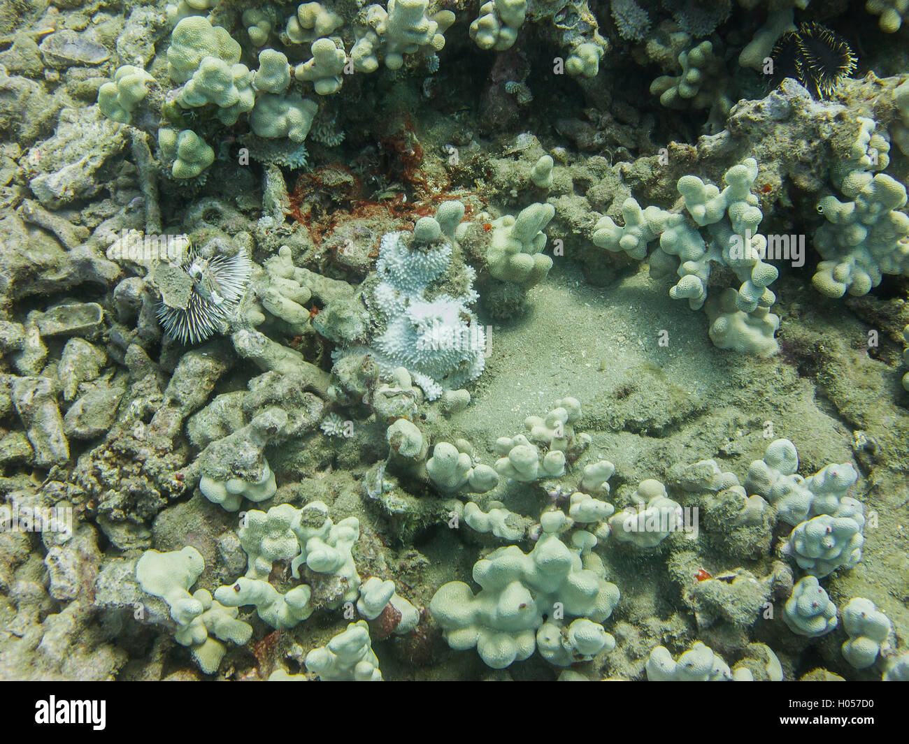 Erizos de mar y corales Foto de stock