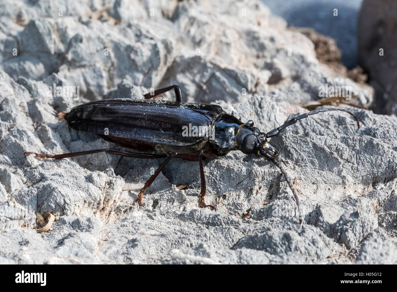 Palo Verde Escarabajo (Derobrachus geminatus), Sur de Arizona, EE.UU. Foto de stock
