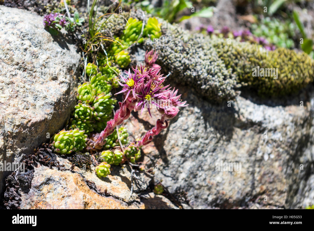 Houseleek común (o Sempervivum Sempervivum tectorum alpinum) floración a 2000m de altitud en la tierra rocosa en los Alpes Suizos. Foto de stock