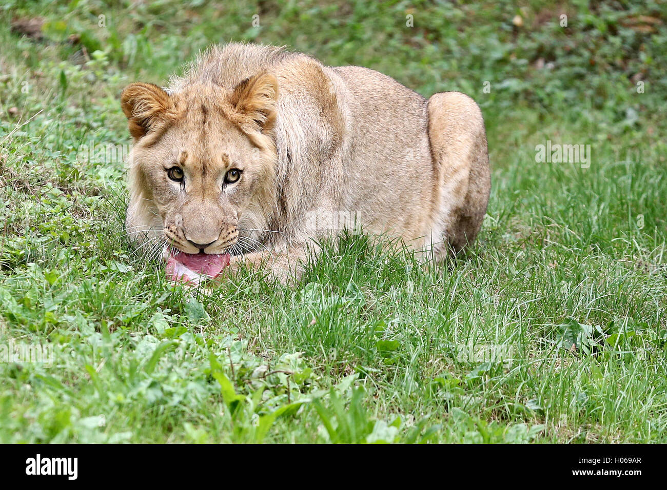 Vacilar sensibilidad Ellos Leipzig, Alemania. 20 Sep, 2016. El león-macho Majo se alimenta en el  recinto exterior del león de sabana en el parque zoológico de Leipzig en  Leipzig, Alemania, el 20 de septiembre de