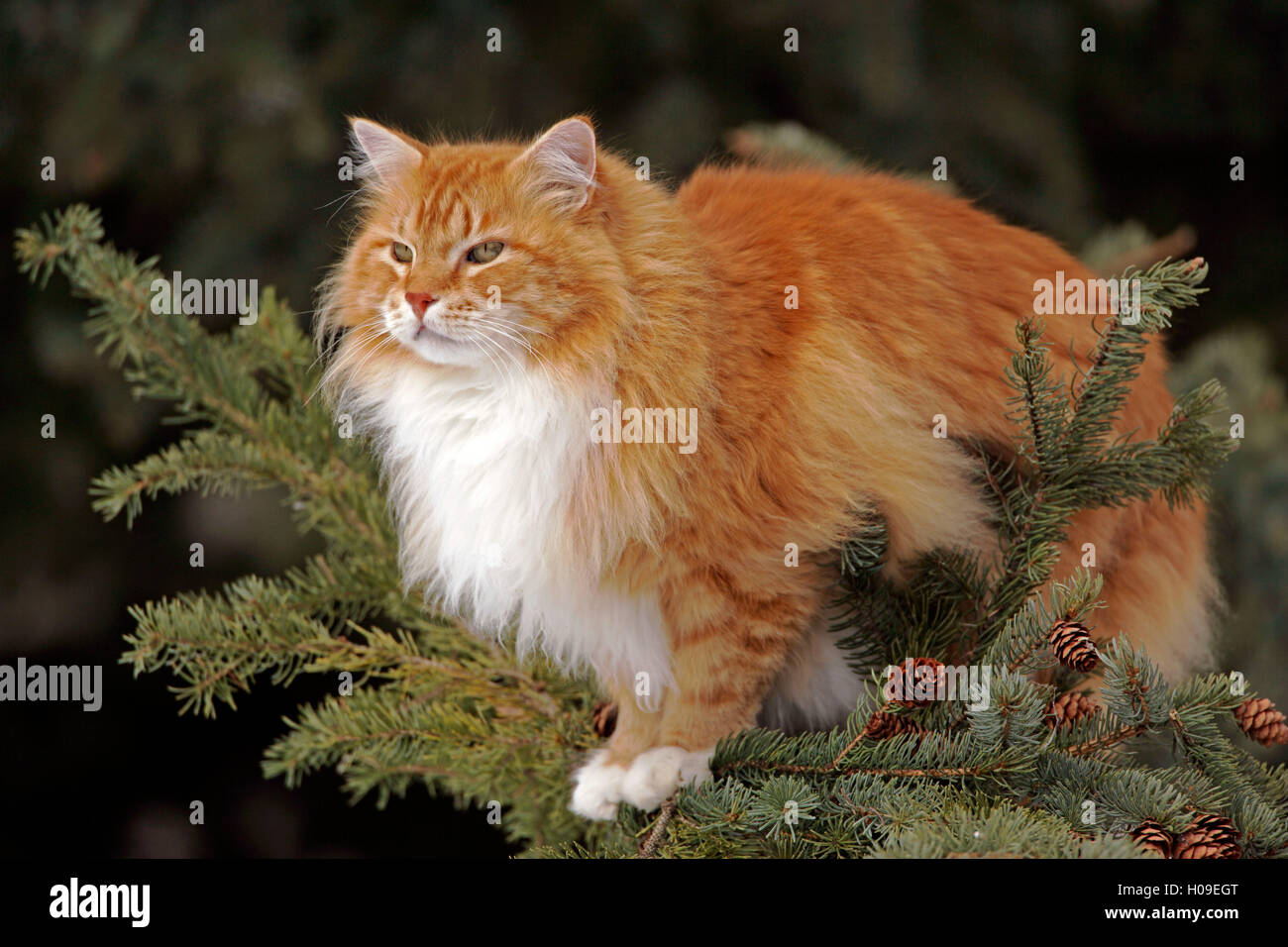Gato atigrado naranja en permanente abeto del avistamiento de aves Foto de stock