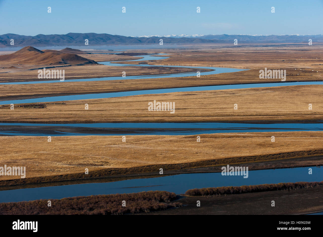 Distante de yaks pastan en las orillas del río Amarillo, en la provincia de Sichuan, China, Asia Foto de stock