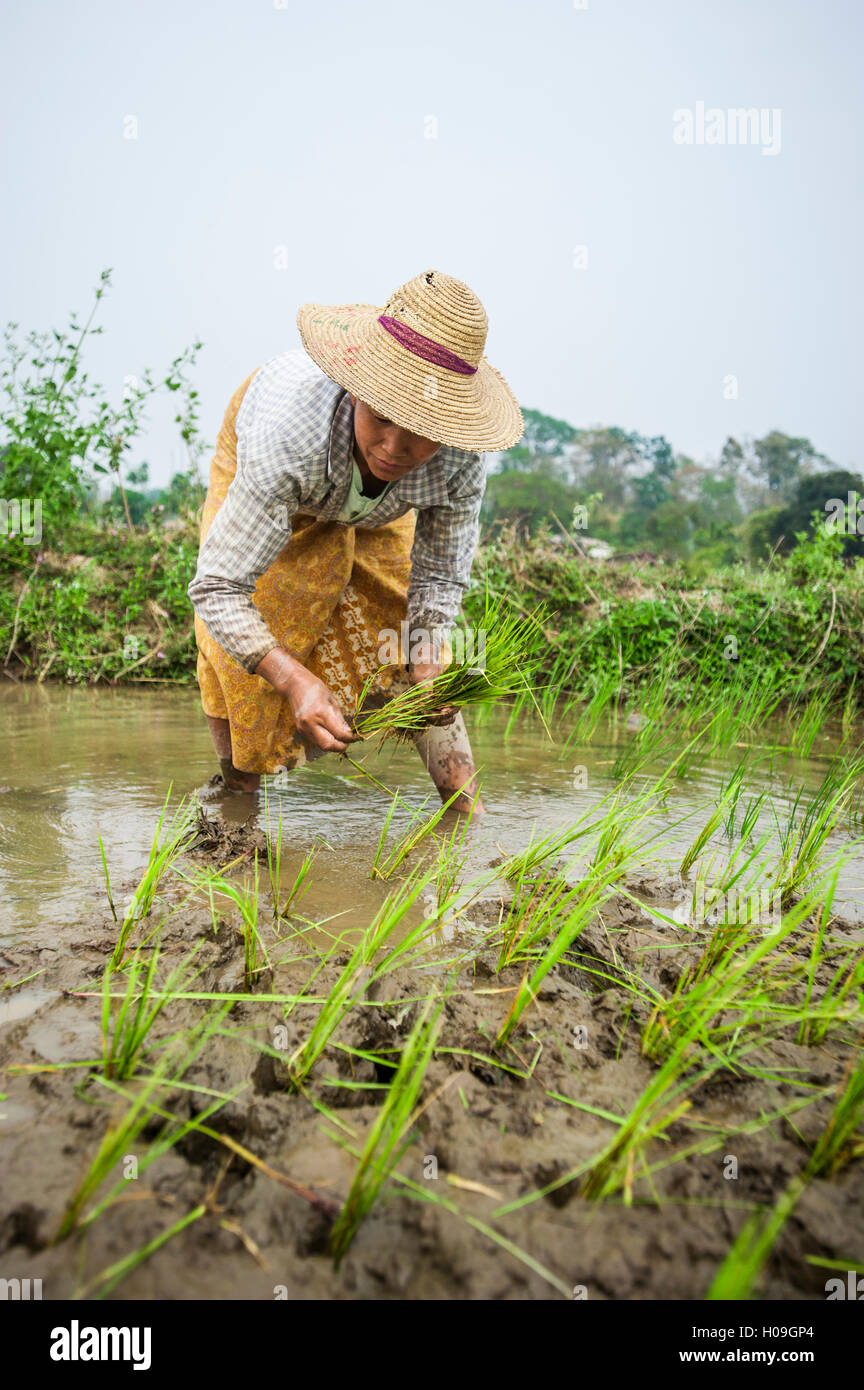 Una mujer las plantas de arroz en los arrozales cerca de Myitkyina, Myanmar (Birmania), Asia Foto de stock