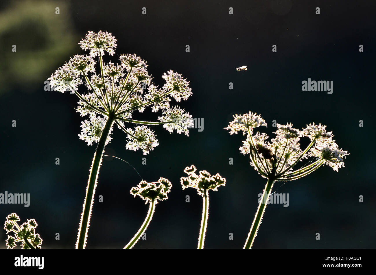 Flores hogweed retroiluminado Foto de stock