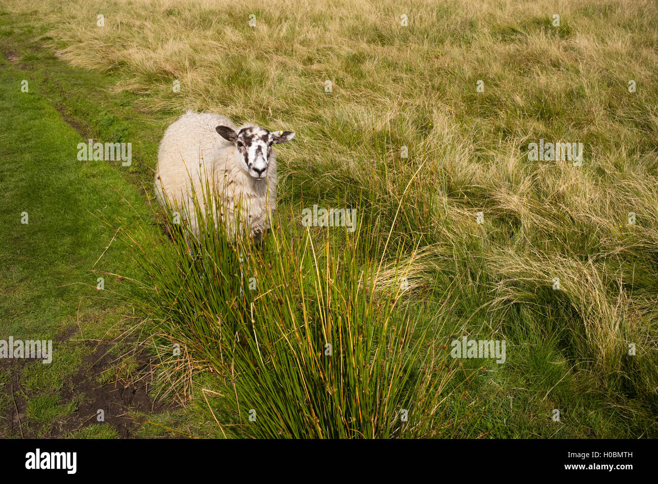 Una audaz y distintiva Masham ovejas en el Pennine Way, Upper Teesdale, Durham, Inglaterra, Reino Unido. Foto de stock