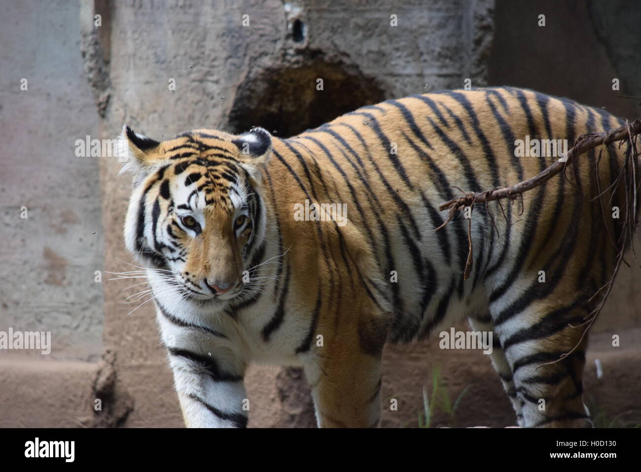Thigris Phantera,también conocido como tigre de bengala en el zoológico La  Aurora, Guatemala Fotografía de stock - Alamy