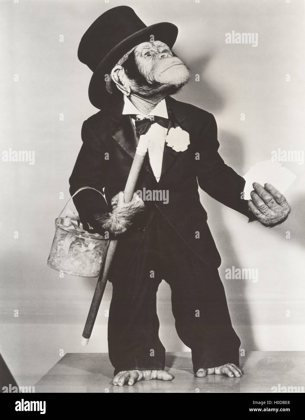 Monkey vestido como un novio Fotografía de stock - Alamy