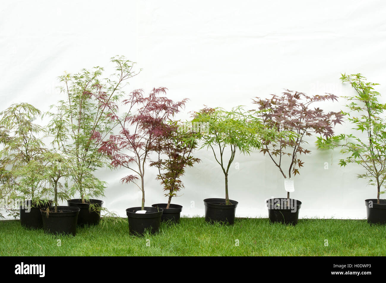 Línea de Acer árboles en macetas para la venta en la feria de las flores. UK Foto de stock