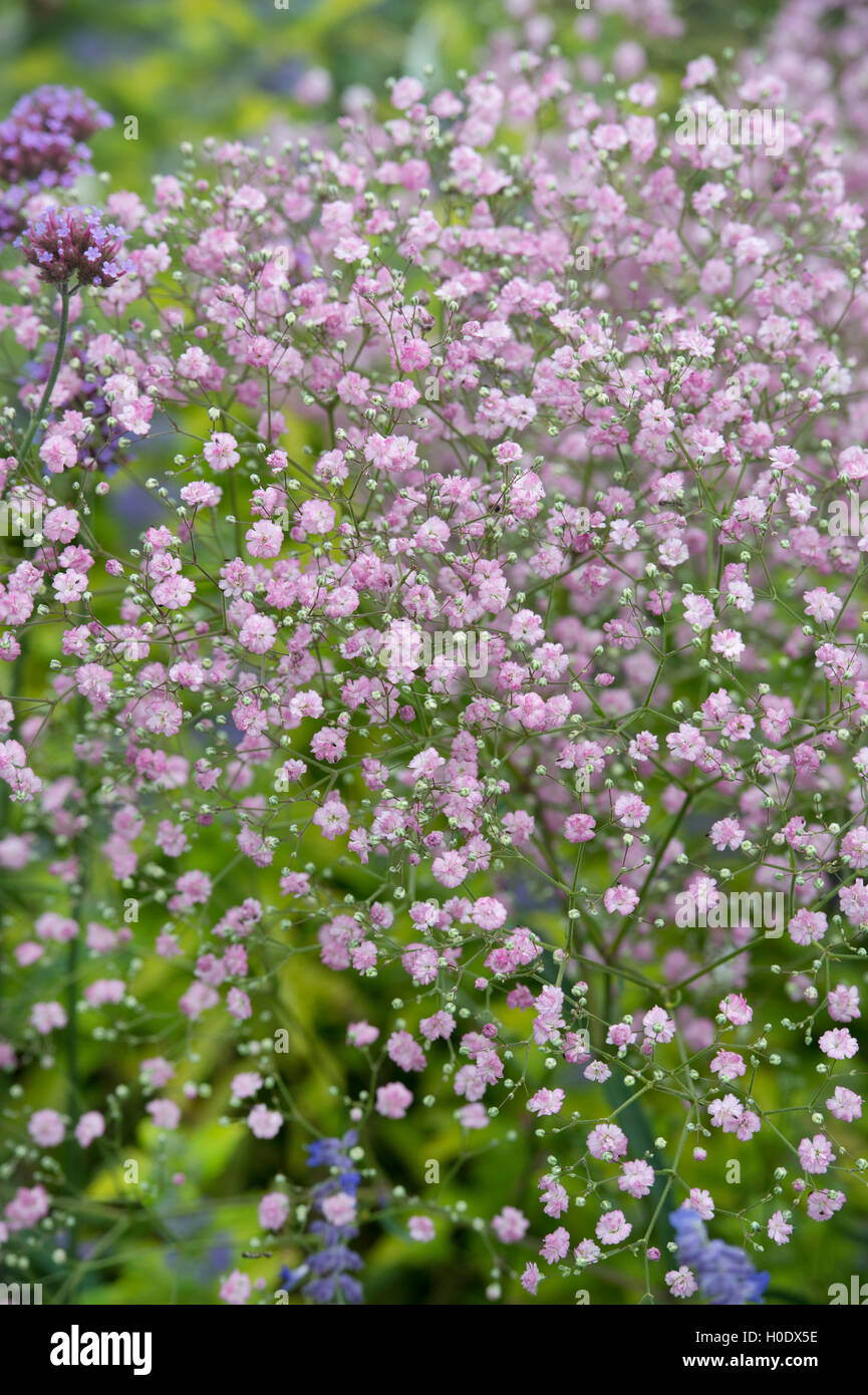 Gypsophila paniculata flamingo fotografías e imágenes de alta
