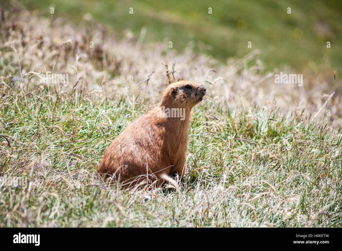 La marmota se sienta en el pasto en las montañas de Pamir Foto de stock