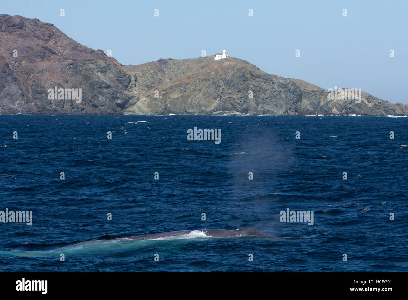 La ballena azul surgen de un faro en la Isla de Santa Margarita, en la península de Baja California, México Foto de stock