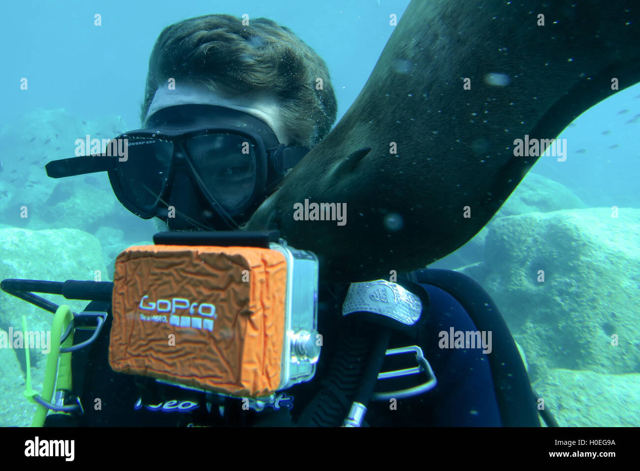 León marino de California investigando un buzo con una GoPro en Los  Islotes, Baja California, México Fotografía de stock - Alamy