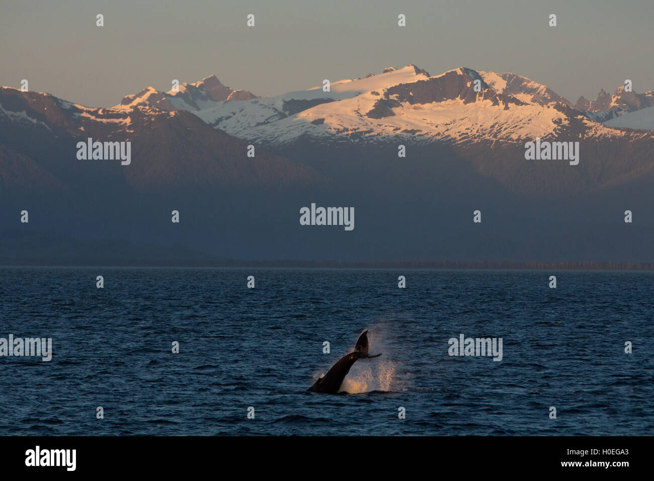 Una cola de ballena jorobada bofetadas en frente de un paisaje espectacular en el sureste de Alaksa cerca de Petersburgo, Alaska Foto de stock